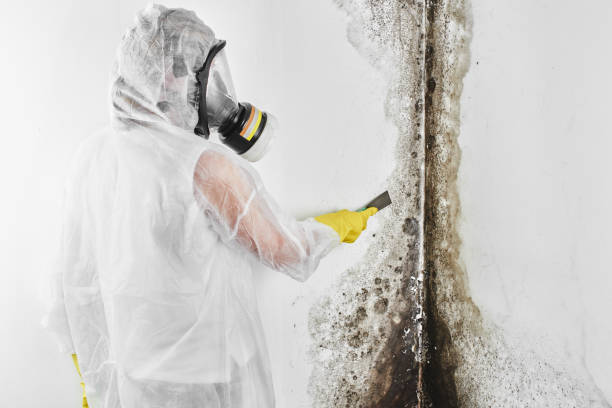 Best Emergency Mold Removal  in Midwest City, OK