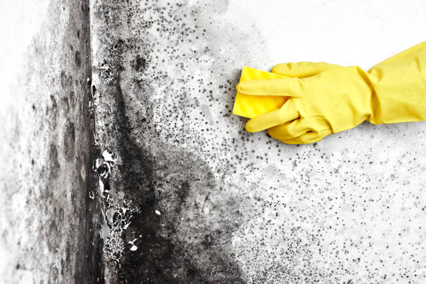 Trusted Midwest City, OK Mold Removal Experts