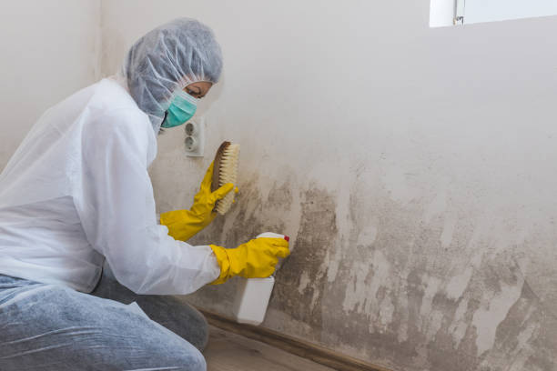 Best Toxic Mold Removal  in Midwest City, OK